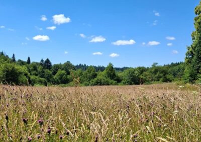 Bloemenveld_horizontaal